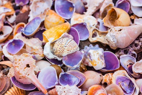 Sahilde deniz kabuğu