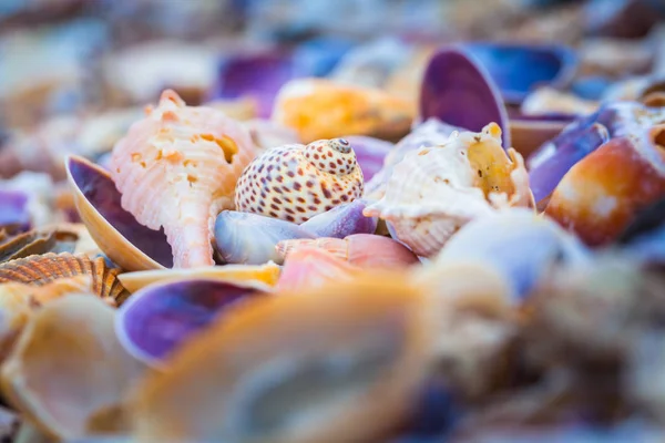 Sahilde deniz kabuğu