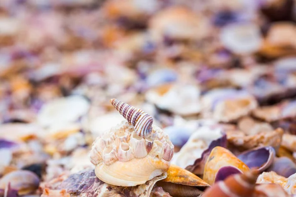 Sahilde deniz kabuğu