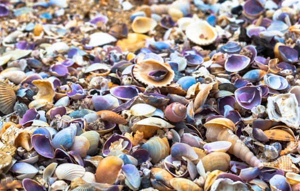 Sahilde deniz kabuğu