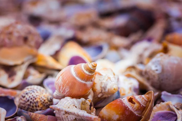 Sahilde deniz kabuğu