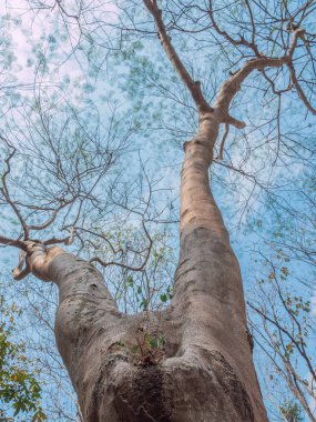 büyük ağaçlar şelale çevresinde