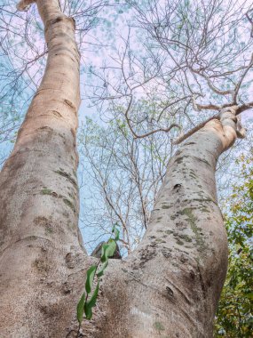 büyük ağaçlar şelale çevresinde