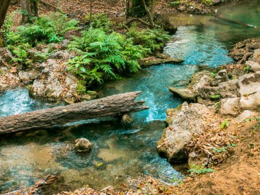 Kanal taşıma için kullanılan bir ölü ağaç