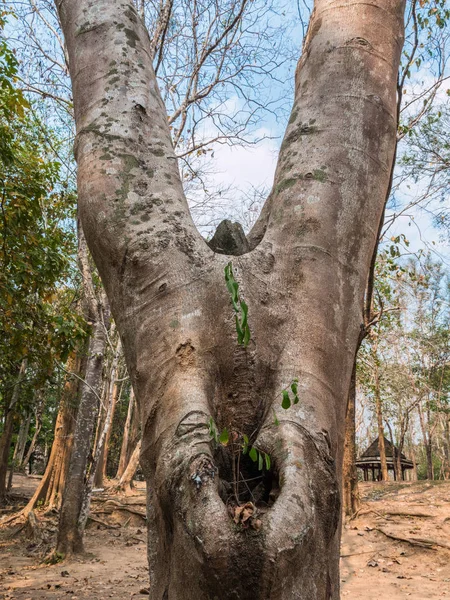 Grandi alberi intorno alla cascata — Foto Stock