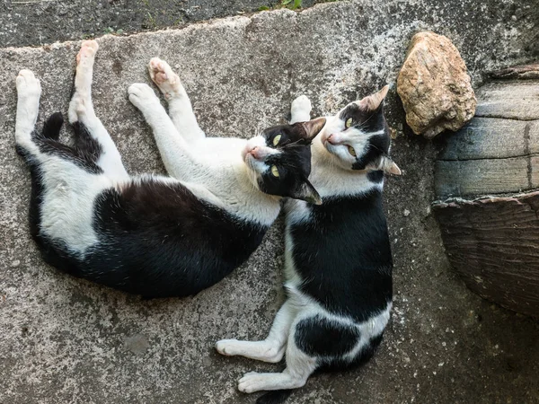 Standart siyah beyaz kedi 