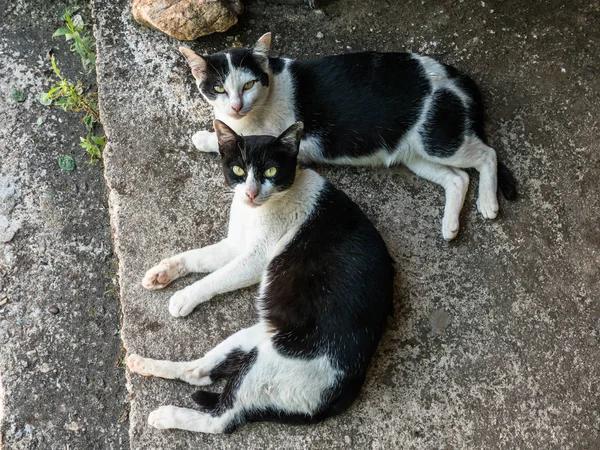 Twin zwart-witte katten — Stockfoto