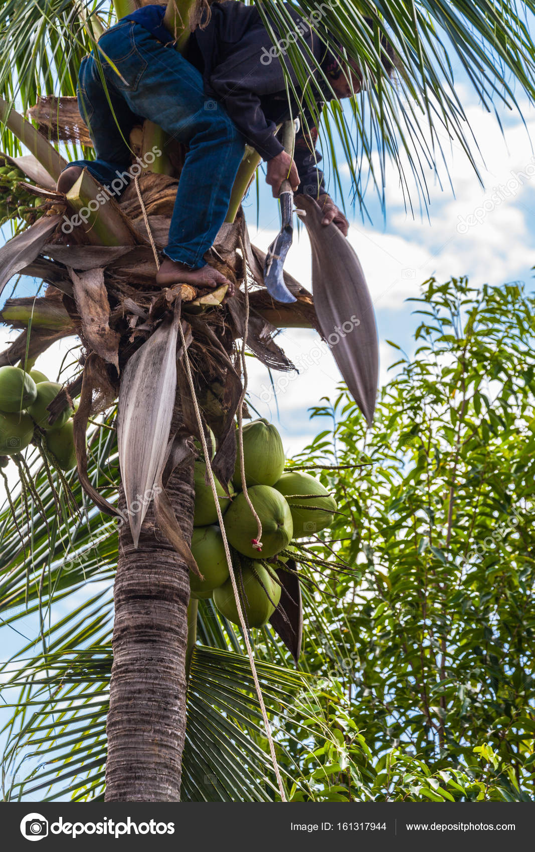 A gardener harvest coconut fruit — Stock Photo © thaisign 161317944