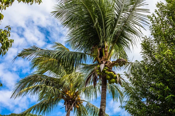 Ogrodnik zbiorów kokos owoce — Zdjęcie stockowe