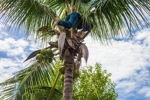 Ogrodnik zbiorów kokos owoce — Zdjęcie stockowe