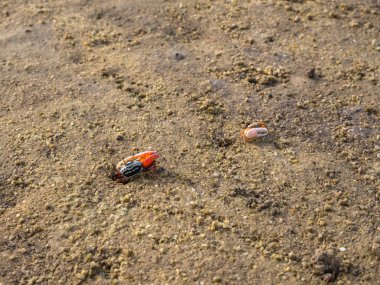 renkli yengeçler sahilde yaşayan