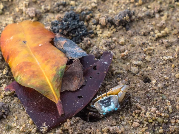 Färgglada krabbor lever på stranden — Stockfoto