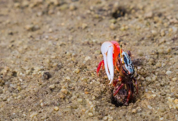 多彩的蟹生活在沙滩上 — 图库照片