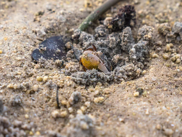 renkli yengeçler sahilde yaşayan