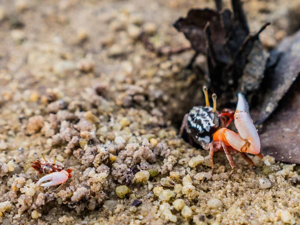 Cangrejos de colores que viven en la playa —  Fotos de Stock