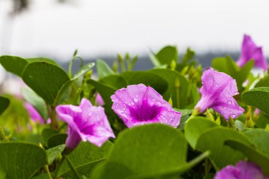 plaj sabah zafer plaj yanında