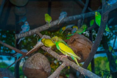 renkli muhabbet kuşu kuşlar alacakaranlık