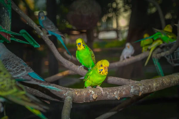 Coloridas aves periquito en el crepúsculo —  Fotos de Stock