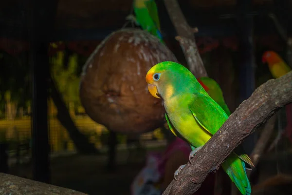 Aves de periquito coloridas no crepúsculo — Fotografia de Stock