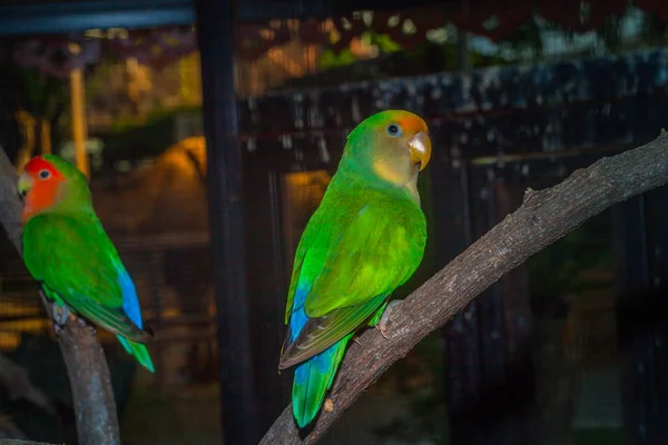 renkli muhabbet kuşu kuşlar alacakaranlık