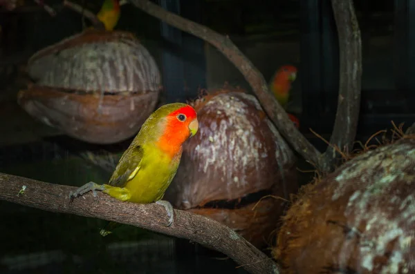 Színes papagáj madarak a szürkületben — Stock Fotó