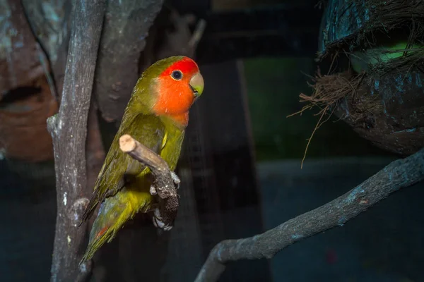 colorful parakeet birds in the twilight