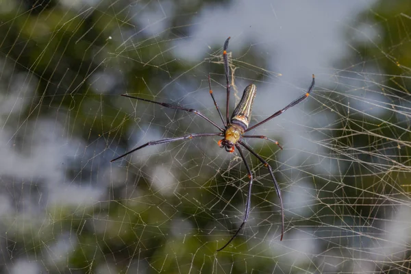 Красивий павук довгий ріг на листі — стокове фото