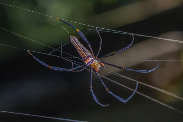 Hermosa araña cuerno largo en la hoja —  Fotos de Stock