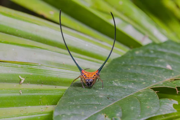 Mooie spider lange hoorn op het blad — Stockfoto