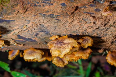 Mantar ne zaman yağmur sonra veya nemli yerde doğar.