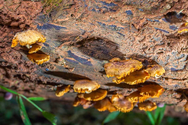 Los hongos nacen cuando después de la lluvia o en un lugar húmedo . —  Fotos de Stock