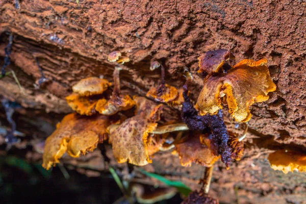 Mantar ne zaman yağmur sonra veya nemli yerde doğar.