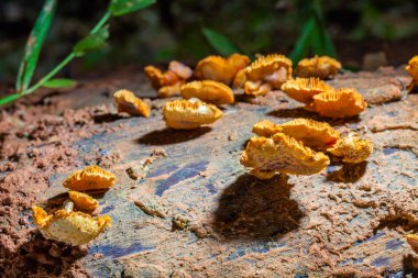 Mantar ne zaman yağmur sonra veya nemli yerde doğar.