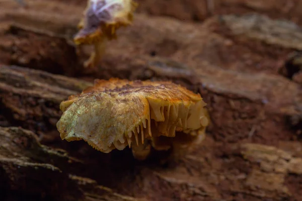 Os cogumelos nascem quando depois da chuva ou em um lugar úmido . — Fotografia de Stock