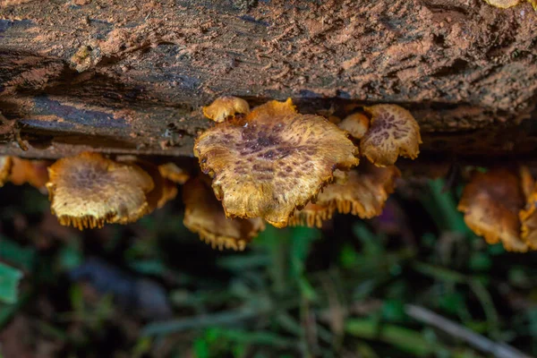Mantar ne zaman yağmur sonra veya nemli yerde doğar.