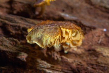 Mantar ne zaman yağmur sonra veya nemli yerde doğar.