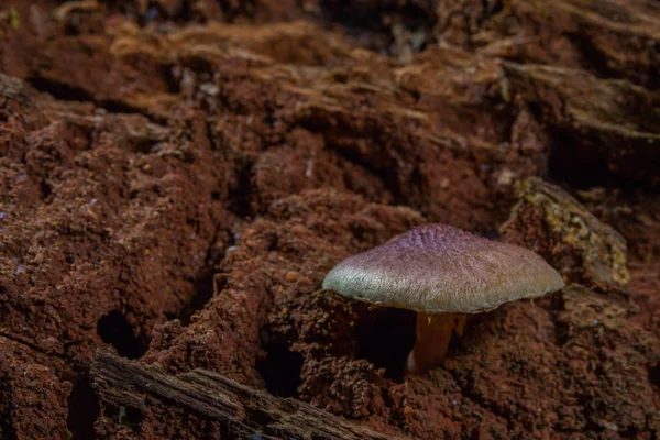 Svamp är födda när efter regn eller i en fuktig plats. — Stockfoto