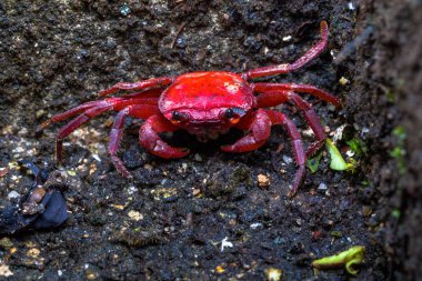 bir küçük kırmızı Yengeç Yengeç kabuğu'nda açılıyor