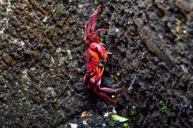 bir küçük kırmızı Yengeç Yengeç kabuğu'nda açılıyor