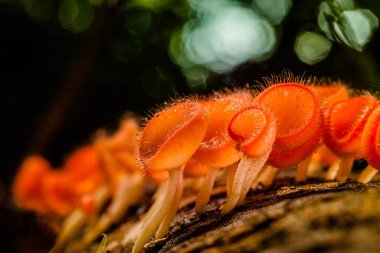 ormandaki şampanya mantar