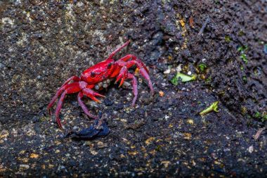 bir küçük kırmızı Yengeç Yengeç kabuğu'nda açılıyor