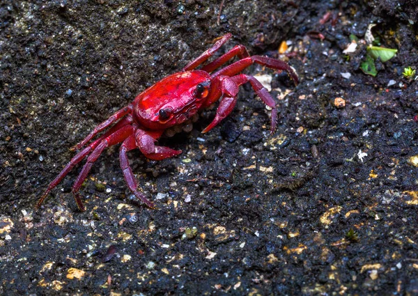 Un pequeño cangrejo rojo está eclosionando en la cáscara de cangrejo —  Fotos de Stock