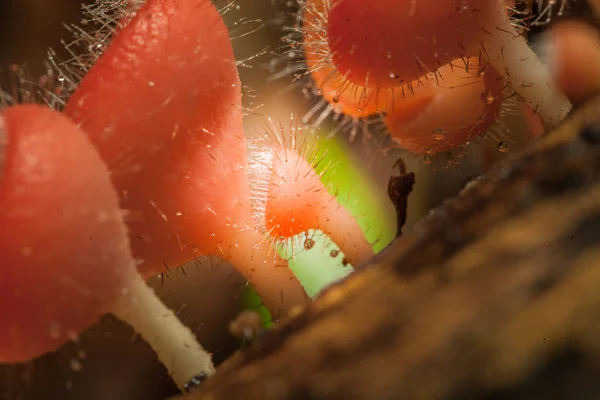 Champignon champagne en forêt — Photo