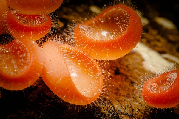 ormandaki şampanya mantar