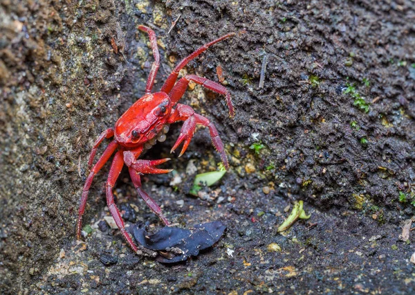 一只红色的小螃蟹正在蟹壳里孵化 — 图库照片