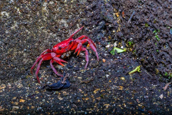 bir küçük kırmızı Yengeç Yengeç kabuğu'nda açılıyor