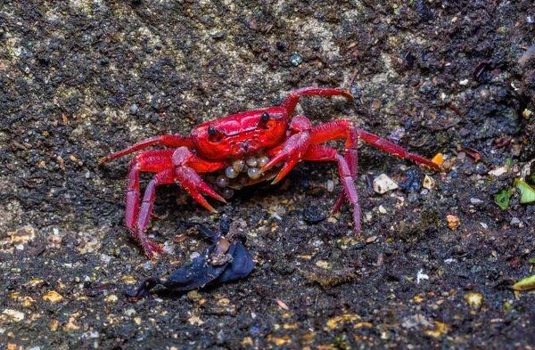 a small red crab is hatching in the crab shell