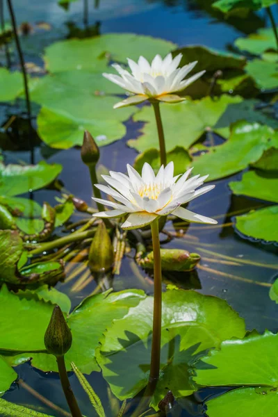 Λευκό lotus στη μεγάλη λιμνοθάλασσα — Φωτογραφία Αρχείου