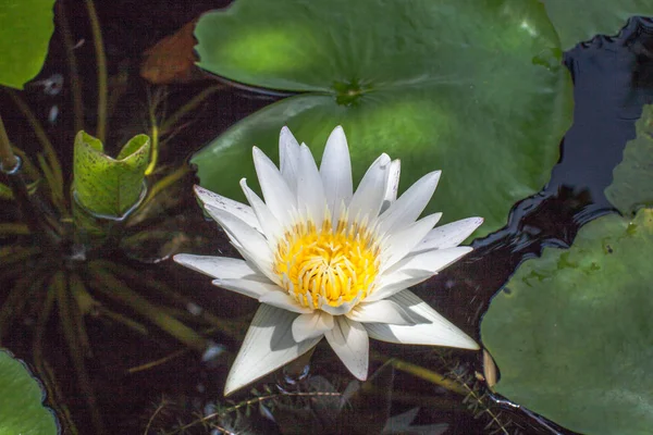 Λευκό lotus στη μεγάλη λιμνοθάλασσα — Φωτογραφία Αρχείου