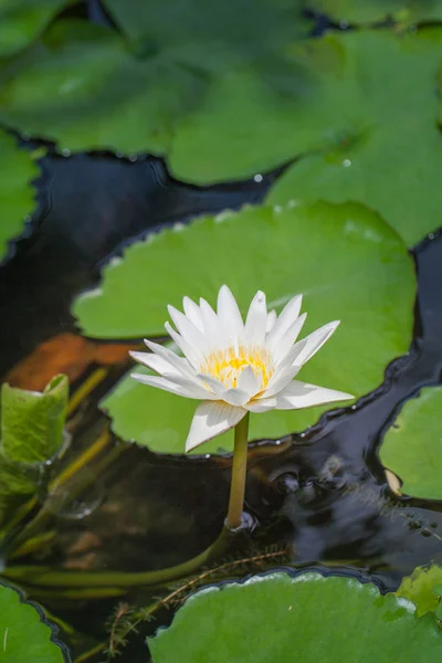 Λευκό lotus στη μεγάλη λιμνοθάλασσα — Φωτογραφία Αρχείου